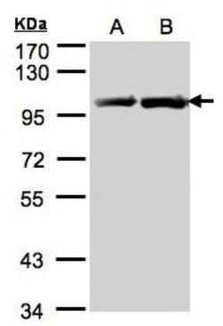 gp96/HSP90B1/GRP94 Antibody, Novus Biologicals gp96/HSP90B1/GRP94 Antibody;